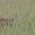 Hyenas Trying To Get The Buffalo Calf In Masai Mara