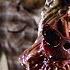 Dr Blair Performs An Autopsy On The Thing The Thing 4k