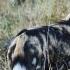 Wild Dogs Hunting Wildebeest Londolozi