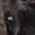 Wild Dogs Attack Wildebeest Tswalu South Africa