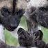 Wild Dogs National Geographic Wild Documentary Full HD 1080p