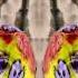 Cadbury S Creme Egg Here Today Goo Tomorrow 2008 UK In Confusion