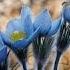 Photos Watch Spring Bloom Before Your Eyes National Geographic