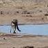 Baboons Swimming Kruger National Park Wildlife Videos