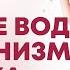 Влияние воды на организм человека Профессор медицины Алмаз Шарман