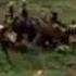 Wild Dogs Hunting A Baby Impala