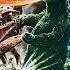 Ebirah Horror Of The Deep 1966 Ost 20 Sleeping Godzilla Ll M18