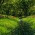 ABSTRACT Nature Video FLY SPRING Animation Background Video Loop HD