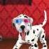 DogWorld 3D My Puppy The Cute Puppy Dog App