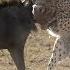 What Does It Take For A Cheetah To Hunt Wildebeest Nat Geo Wild