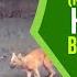 Indian Wild Dog Dhole Vs Indian Wild Water Buffalo Dhole Hunting Buffalo Calf