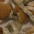 Micro Dosing Magic Mushrooms A Growing Trend Among San Diego Moms