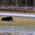 Bear Eating Baby Elk Yellowstone June 4 2013