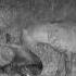 Djuma Hyena Finds Dead Wildebeest Calf Two Others Also Come For Dinner 03 40 12 16 20