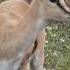 Traumatic Birth Of Thomson S Gazelle In Ngorongoro Crater Tanzania