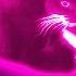 10 Maxwell The Cat Sound Variations In 40 Seconds MODIFY EVERYTHING