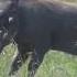 Warthog Attacks Newborn Gazelle Fawn