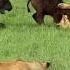 Loving Mother Herd Do All They Can To Save Baby Buffalo From Lions