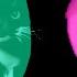 9 Maxwell The Cat And Pug Dancing Sound Variations In 40 Seconds