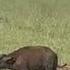 Hyena Attack The Calf Buffalo Separate From Mother Buffalo Video