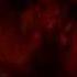 Halloween Rob Zombie Dvd Menu