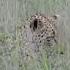 Cheetah Vs Baby Gazelle Babygazelle Cuteanimals Strange Behaviour