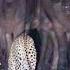 Leopard Takes Down Buffalo Calf Kruger National Park