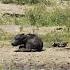 Newborn Buffalo Calf Has A Terrible Start To Life