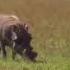 Warthog Kills Baby Gazelle