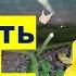 Нужно ли обрезать побеги у тыквы