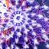 Touhou 13 Ten Desires Perfect Stage 6 Lunatic