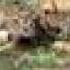 Cheetah Cubs Nibbling On A Baby Gazelle Part Two
