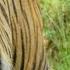BRAVE LADY WHO KILLED A TIGER WITH AXE Tiger Jungle Killed Mizoram Brave Axe