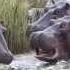 Hippo Kills Thompson Gazelle Serengeti National Park Tanzania