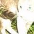 The Ballad Of Jade The Cat
