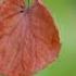 The First Of Autumn Enya Autunno