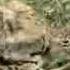 Cheetah Cubs Nibbling On A Baby Gazelle Part One