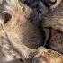 Cheetah Cubs Play With A Gazelle Before A BABOON Steals It SWNS