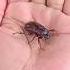 This Video Bass Music Song Funny Insects Mrbeast Nature Edit Wildlife Love