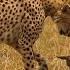 Cheetah Trying To Play With Baby Gazelle A Cheetah Chasing A Baby Gazelle Wildlife4