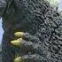 Godzilla 1964 Roar