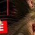 Project Altered Beast 2005 All Cutscenes Game Movie