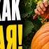 ТЫКВА В ИЮНЕ РАСТЁТ КАК БЕШЕНАЯ СДЕЛАЙ ЭТИ 6 ВЕЩЕЙ СЕЙЧАС