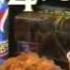 Godzilla 1998 KFC Commercial