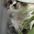 Всем привет я непослушный котенок оле7 Cat животные кот котик Cats котики
