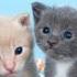 Rolling Sky Co Creation Level 45 Meow Meow Official Soundtrack