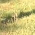 Impala S Revenge Attack On Baboons 黑斑羚复仇记 Amboseli National Park Africa