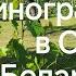 Мои практические выводы по многим ГФ винограда вопреки сложившимся стереотипам