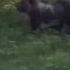 Shocking Moment A Bear Kills An Elk Baby In Northern Sweden