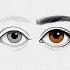 Четыре цвета глаз